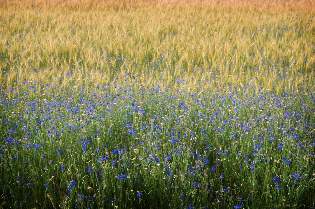 Wild Bachelor Buttons and Wheat #2