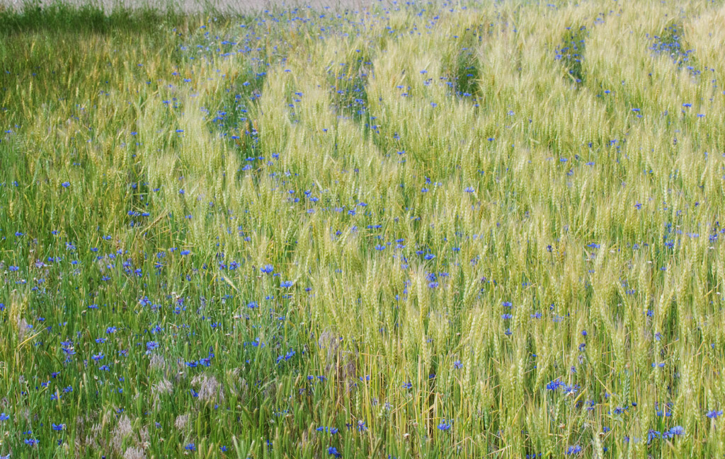 Wild Bachelor Buttons and Wheat Rows