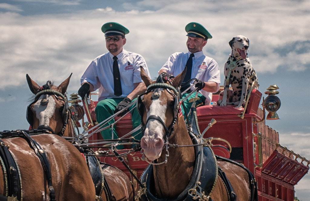 Clydesdales