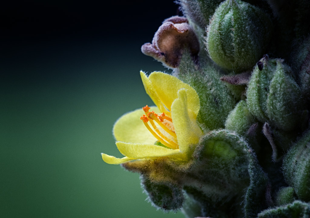 Flannel Mullein Blossom