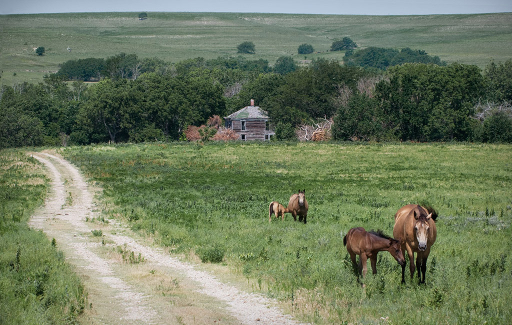 Mares and Colts