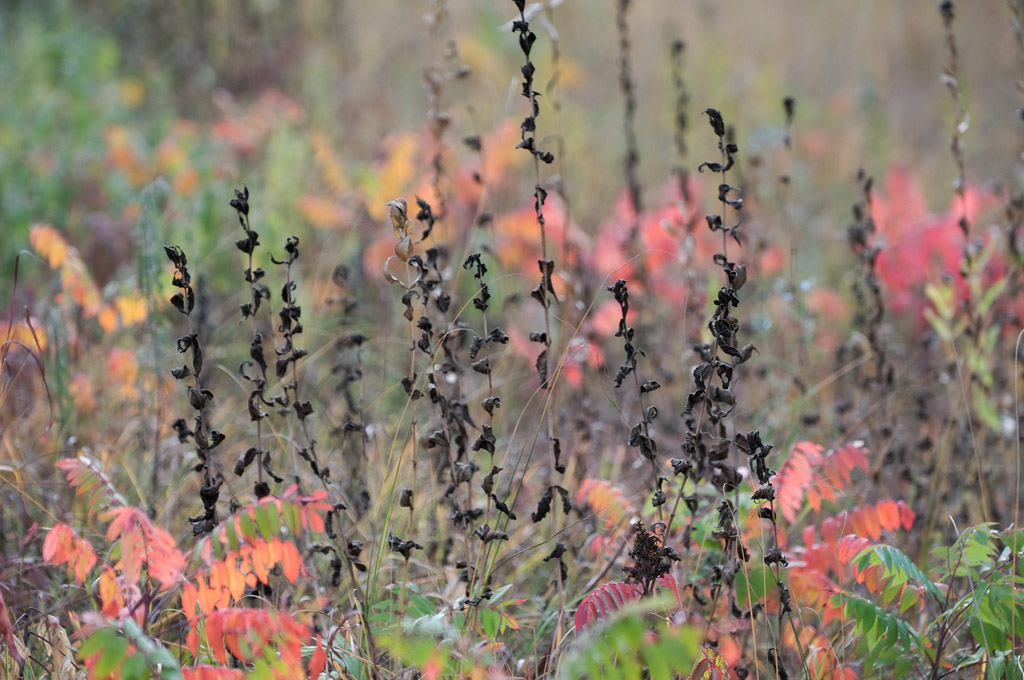 Autumn – Soloscheid Road