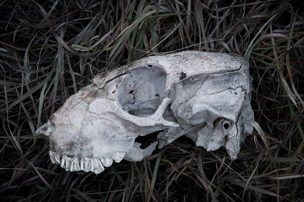 Skull – Soloscheid Road