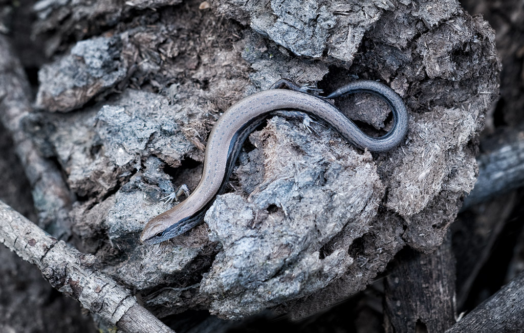 Ground Skink