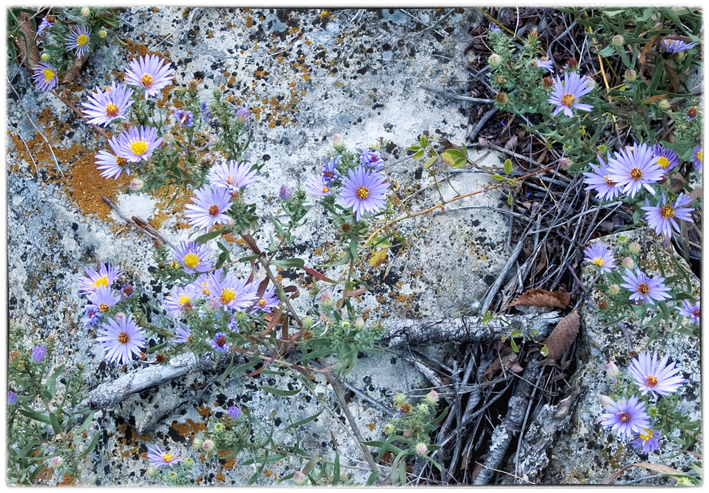 Azure Asters on Limestone