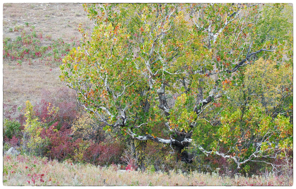 Autumn Sycamore