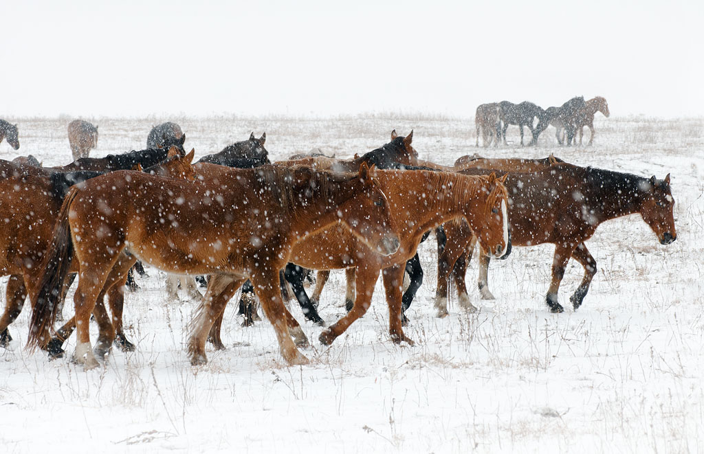 Winter Mustangs #2