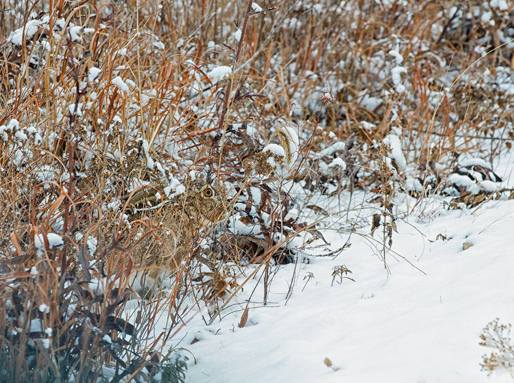 Hidden Jackrabbit