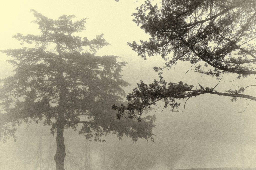 Evergreens in the Fog