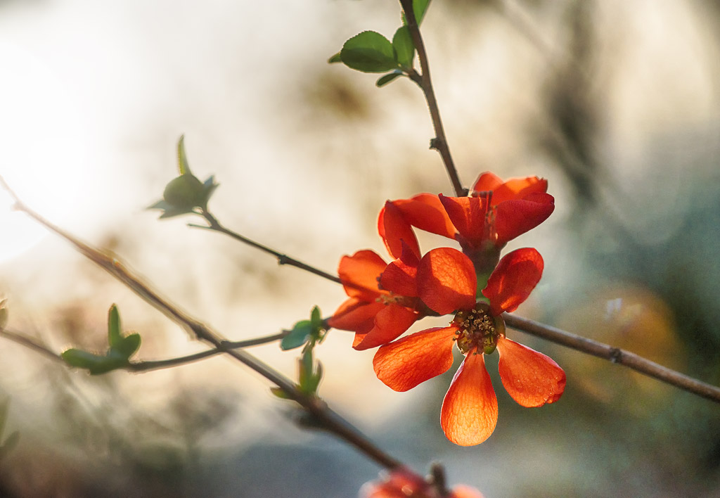 Late Afternoon Quince