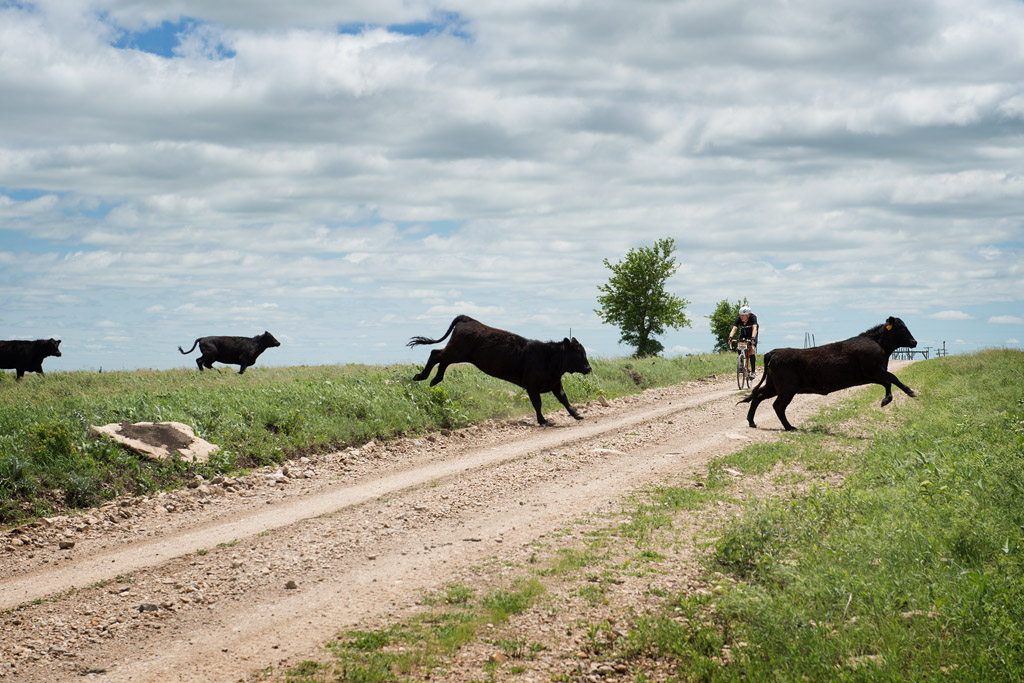 Cattle Crossing