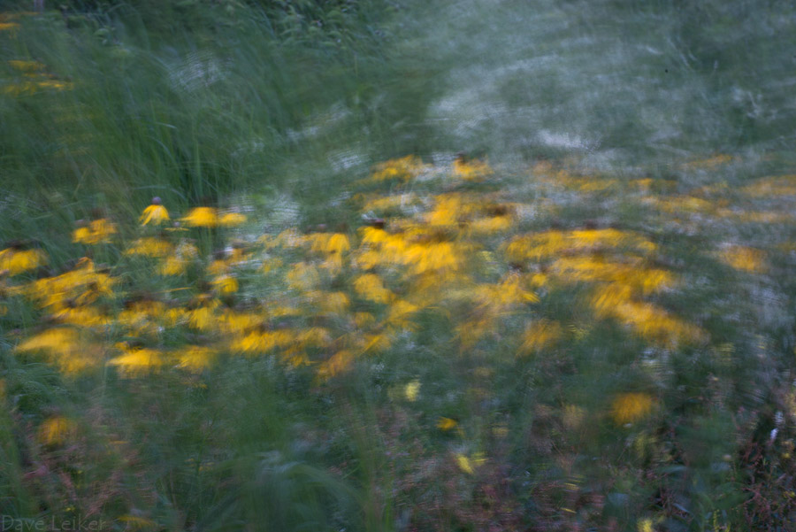 Wind Study – Black-eyed Susans