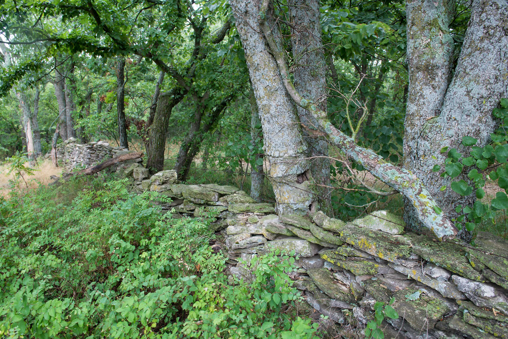 Stone Wall and Trees – Chalk Road