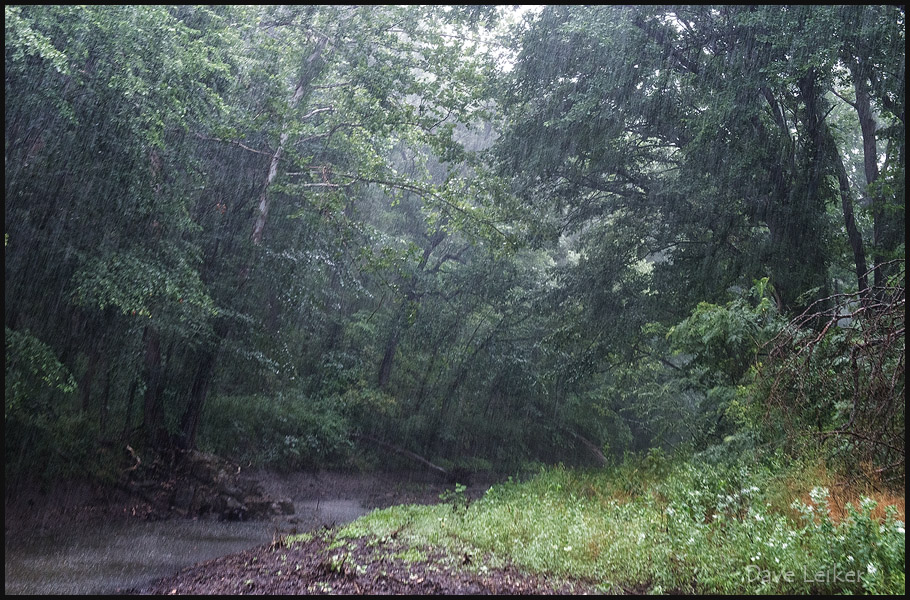 Flint Hills Rain Forest