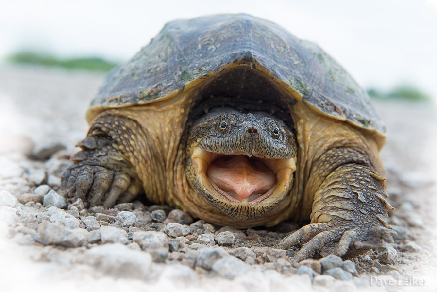 Snapper Too