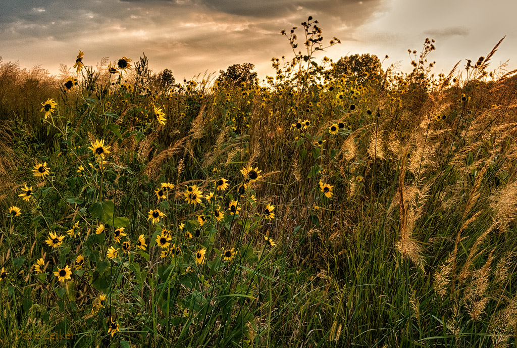 Sunflowers Gold (revised)