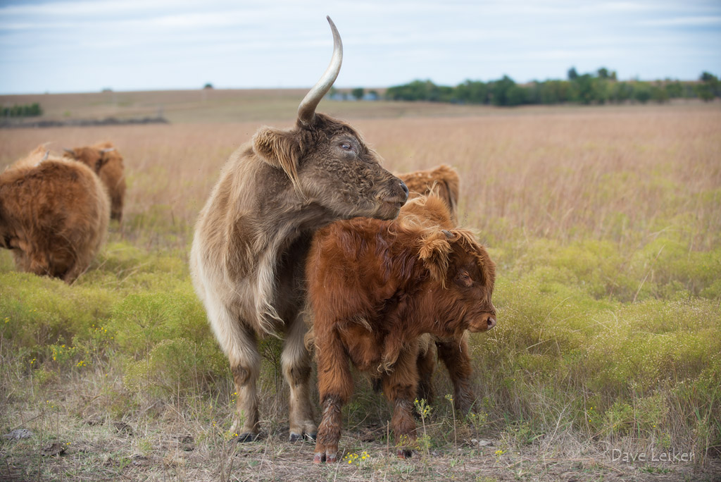 Highland Cattle – Protective Instincts #2