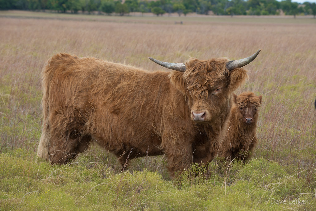 Highland Cattle – Protective Instincts #1