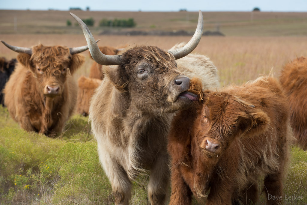 Highland Cattle – Protective Instincts #3