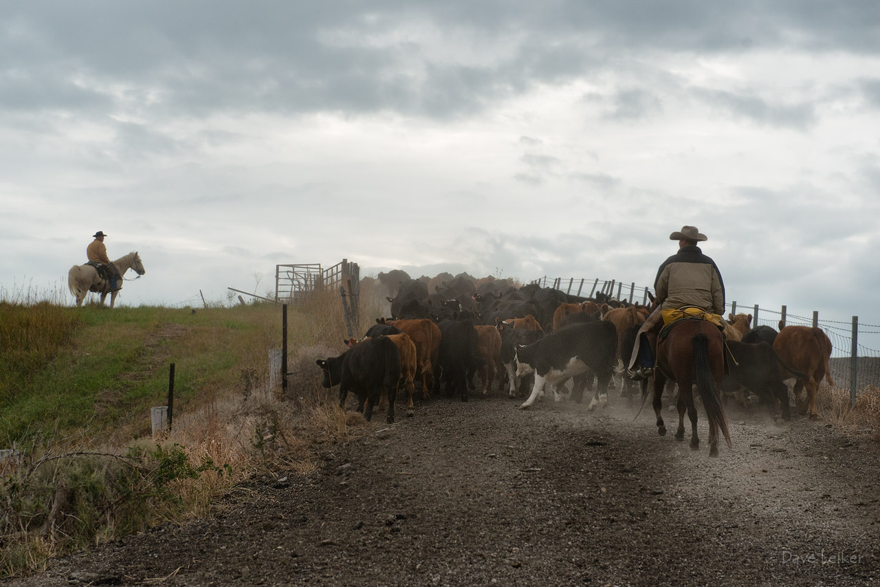 Weaning the Calves