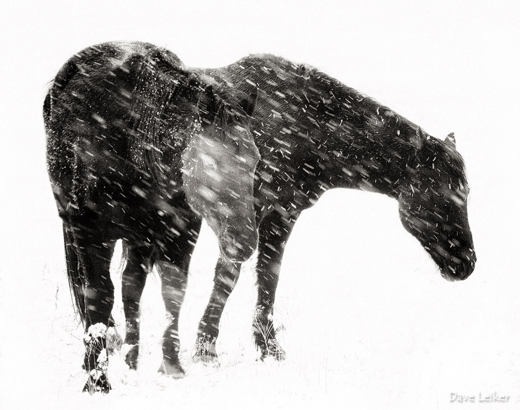 Winter Mustangs – Snowstorm