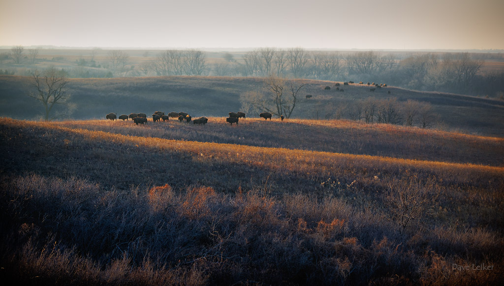 Winter Bison