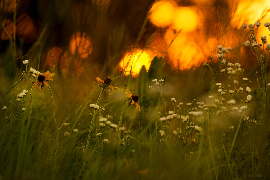 Prairie Random – 19 June at Sunset