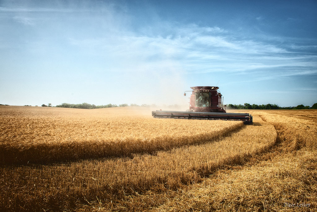 Wheat Harvest 2014