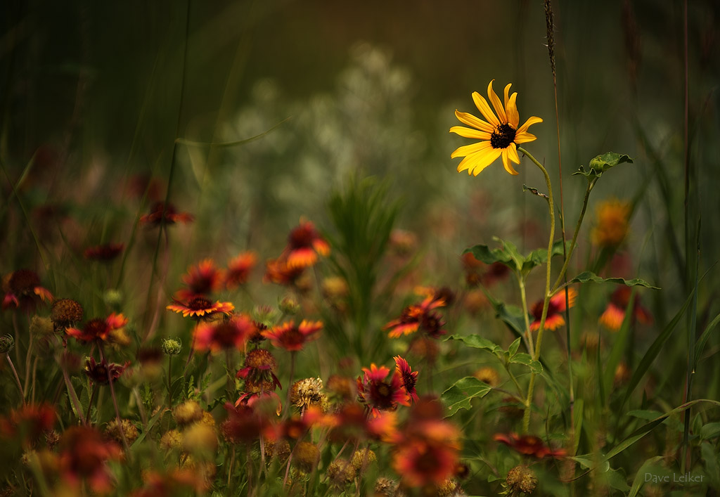 Roadside Wildflowers: Indian Blanket Flower and Black Eyed Susan