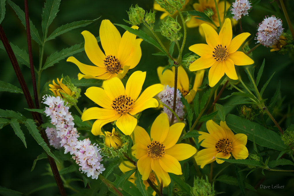 Swamp Smartweed and Tickseed Sunflower Patch