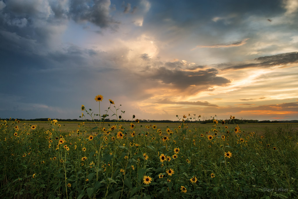 Sunflower Sky