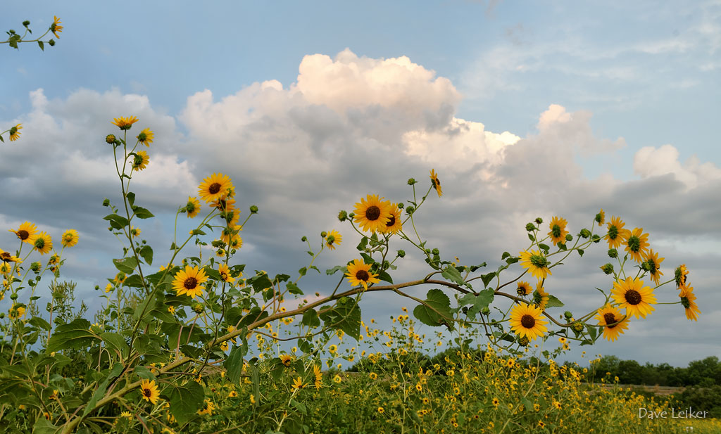 Sunflowers and Cloud Bank