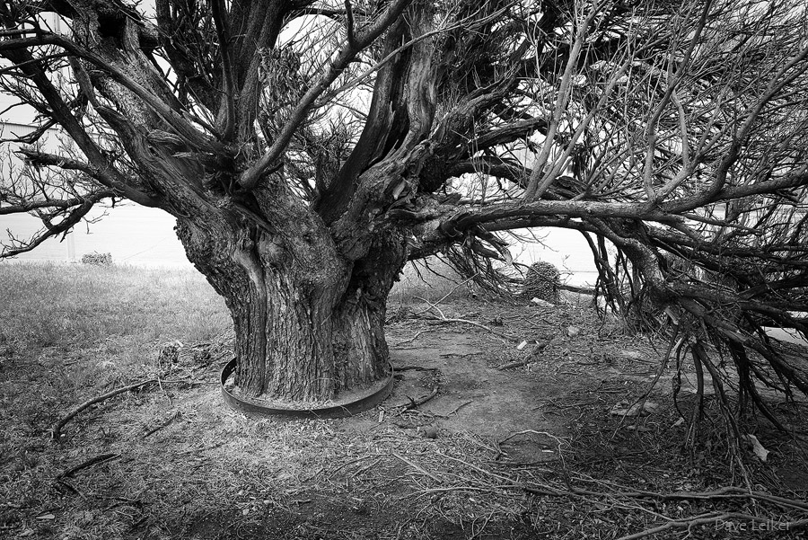 Tree Ring