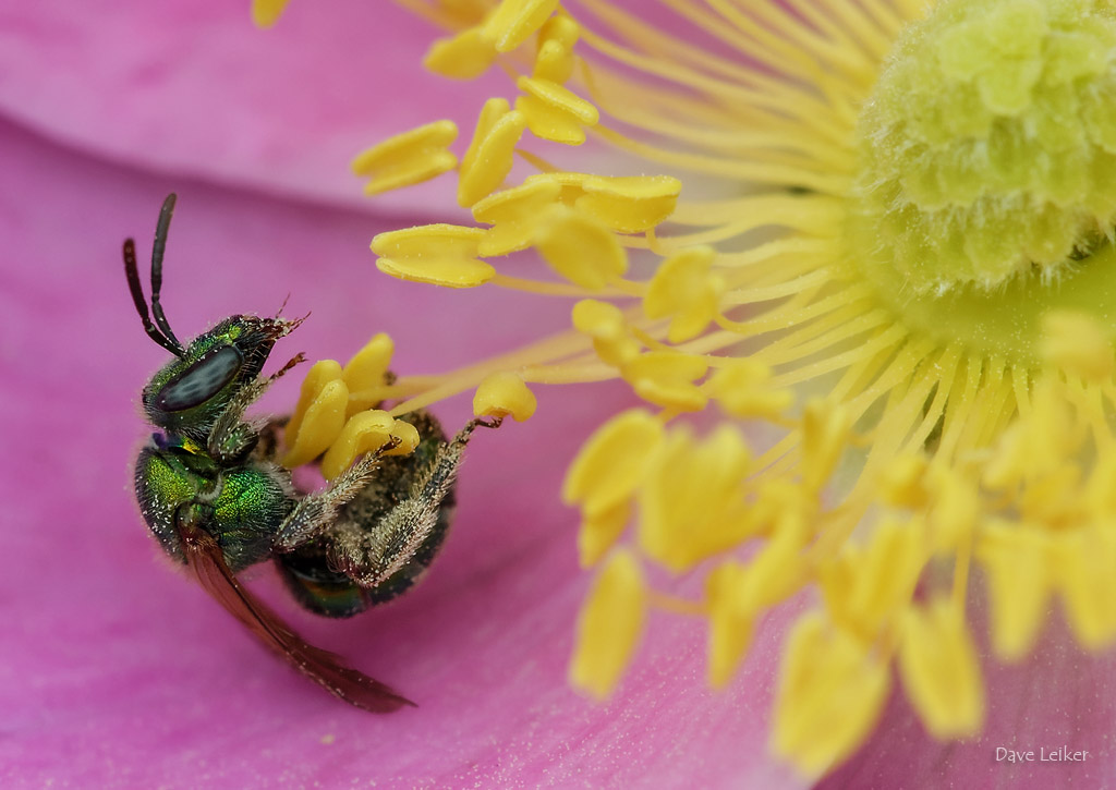 Sweat Bee on Wild Prairie Rose