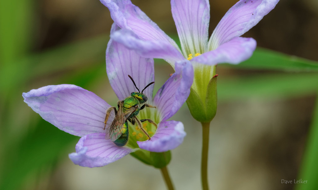 Sweat Bee on (slightly wilted) Violet Wood Sorrel