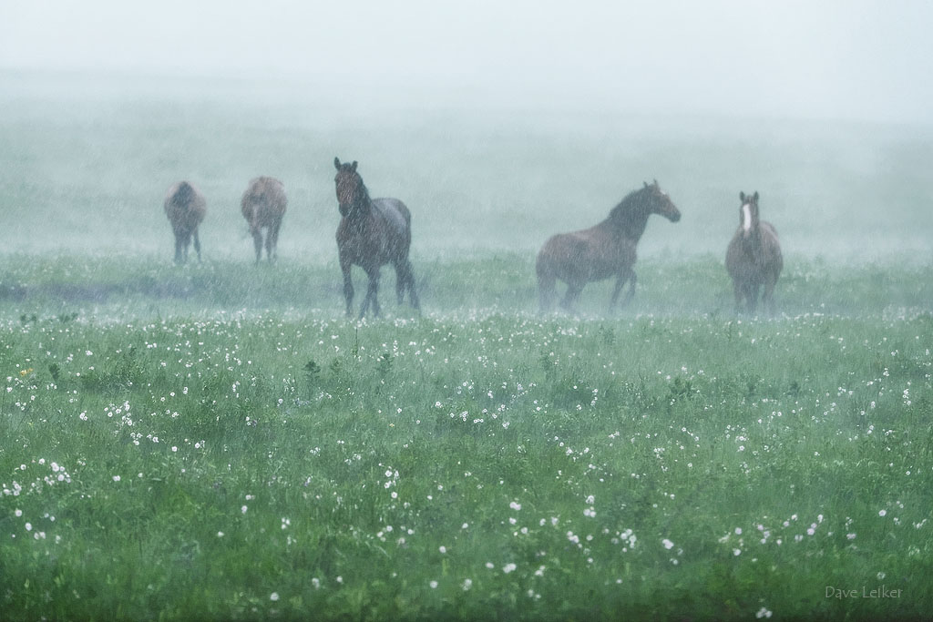 Wild Mustangs in a Rain Storm – Pastels