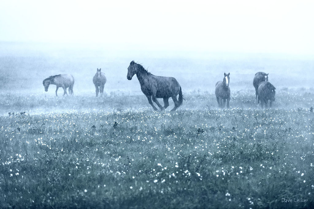 Wild Mustangs in a Rain Storm – Blue