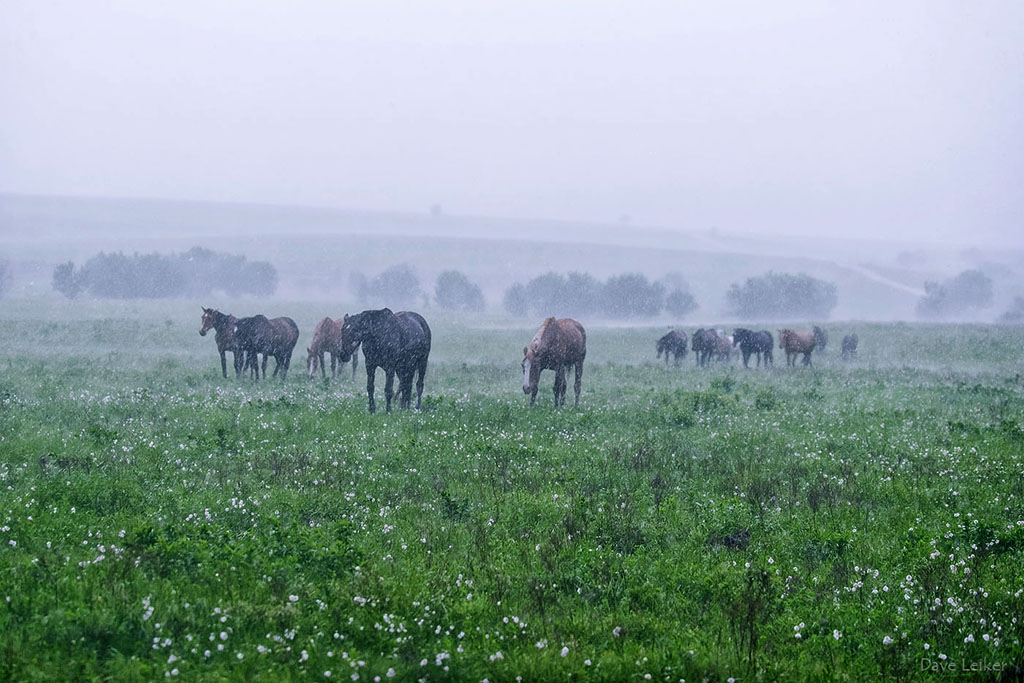 Wild Mustangs in a Rain Storm – Wildflowers