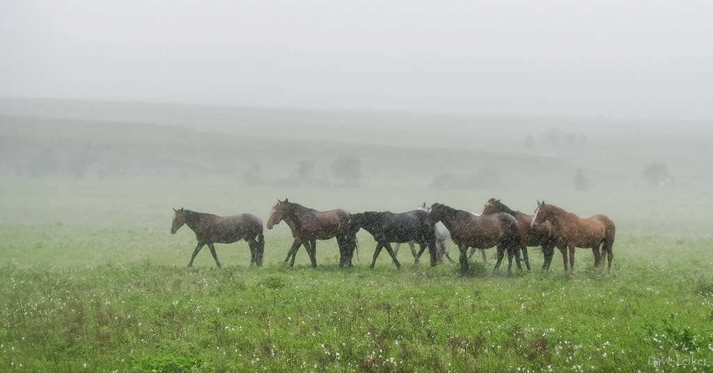 Wild Mustangs in a Rain Storm – Wash