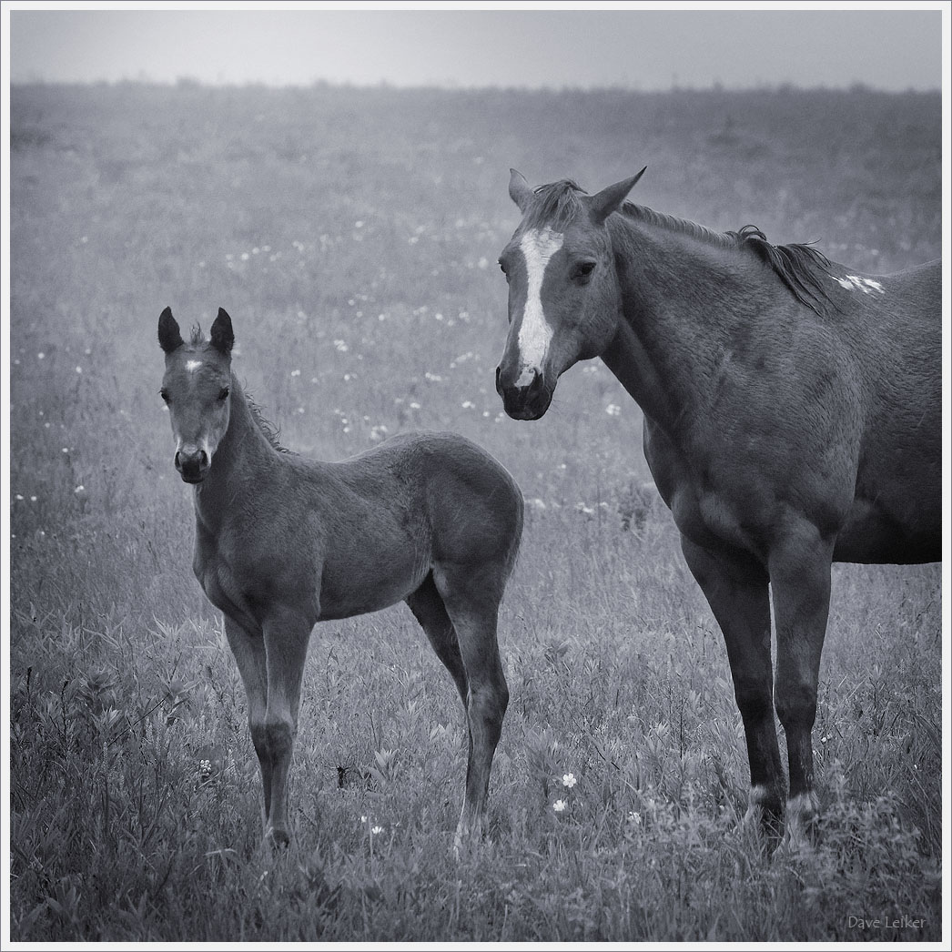 New Prairie Colt