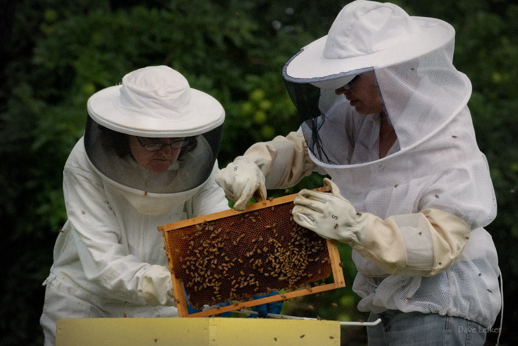 Bee Keeping #2