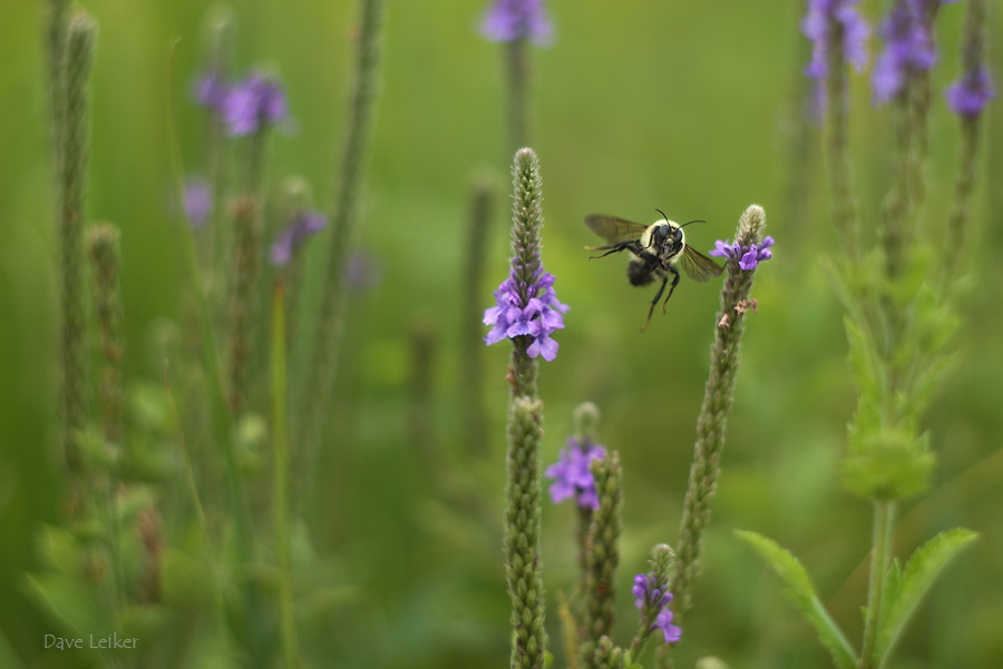 Life in the Woolly Verbena Forest