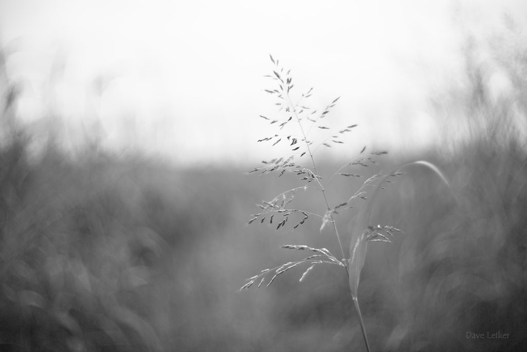 Inflorescence