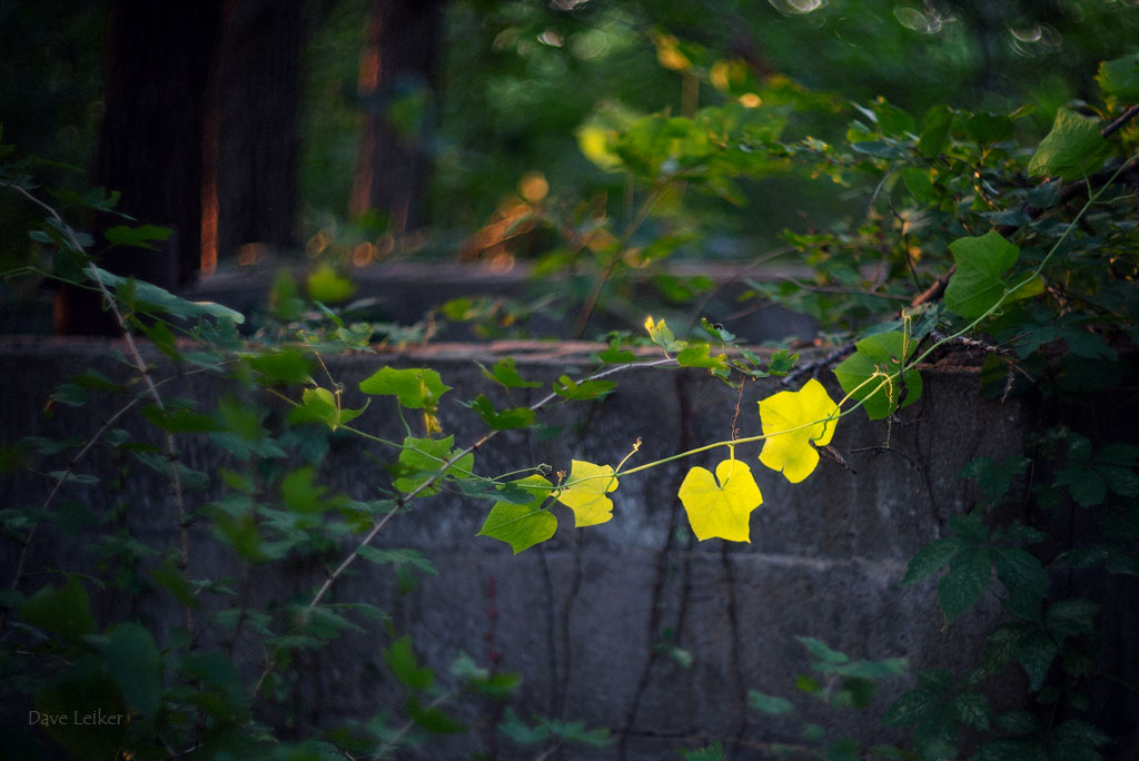 Yellow Leaves and Concrete Water Basin