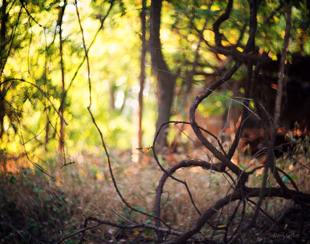 Forest Vines at the Dissolving Barn