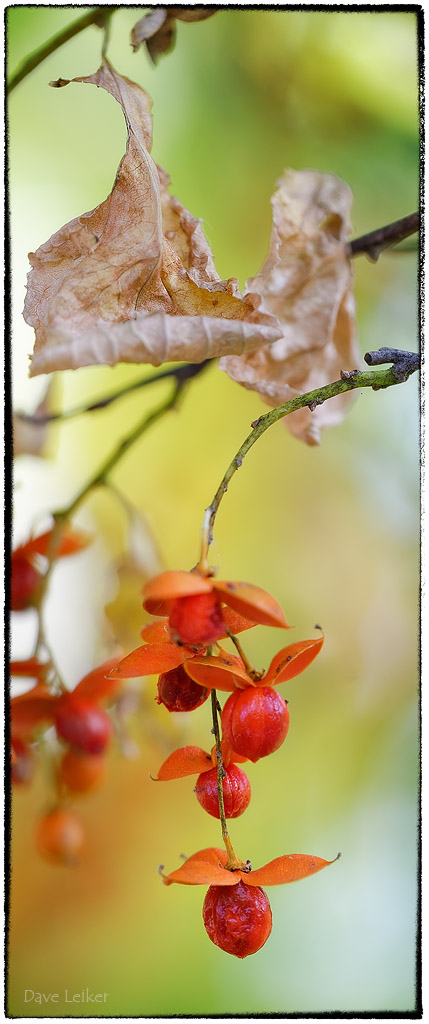 Bittersweet Berries