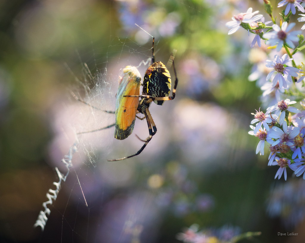 Yellow Garden Spider