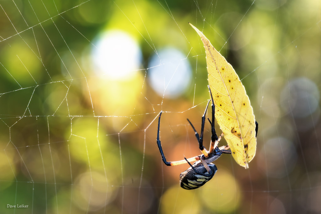 Yellow Garden Spider and Yellow Leaf