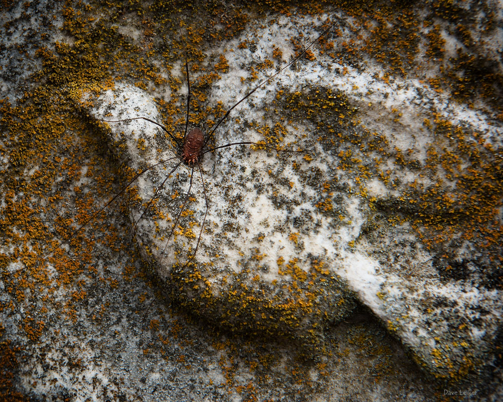 Harvestman and the Dove