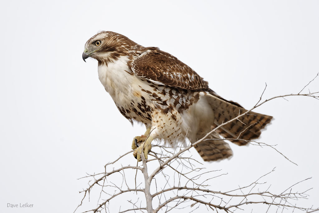 Red-tailed Hawk #1